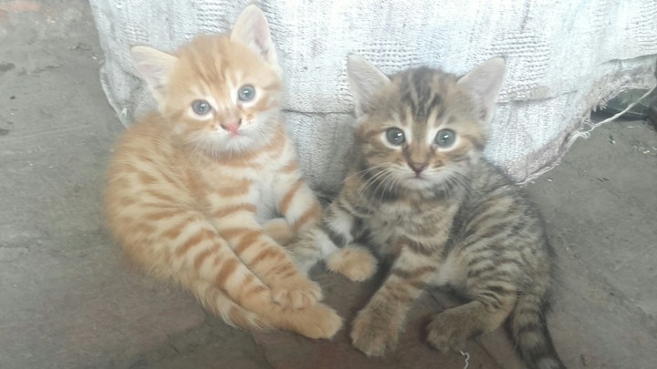 котики