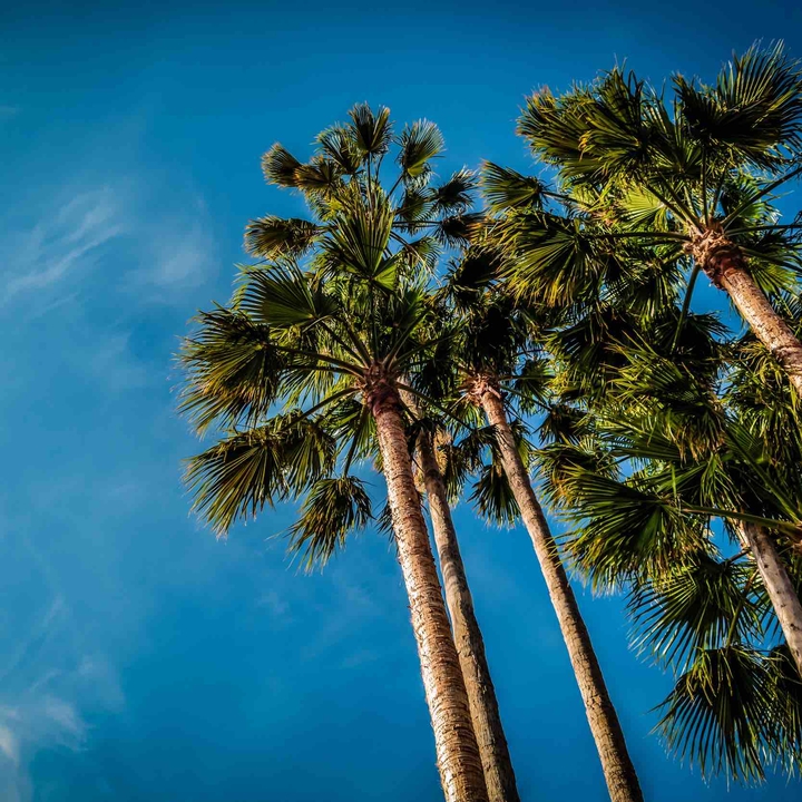 Coconut trees