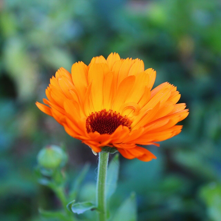 orange flower