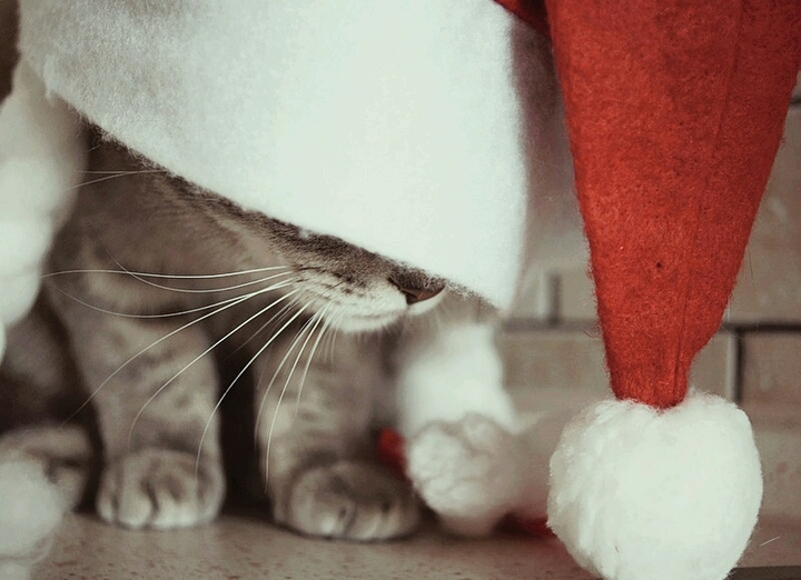 santa cat