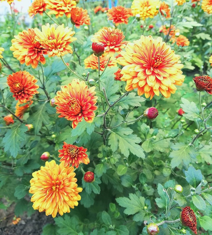 flowers0