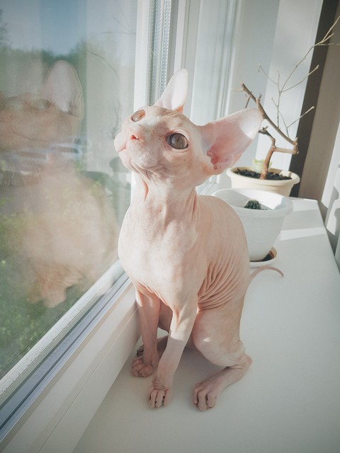 Sphynx❤