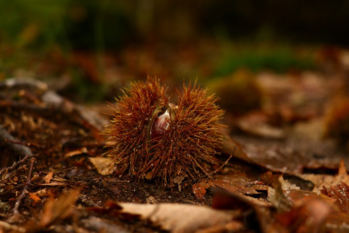 chestnuts in the woods