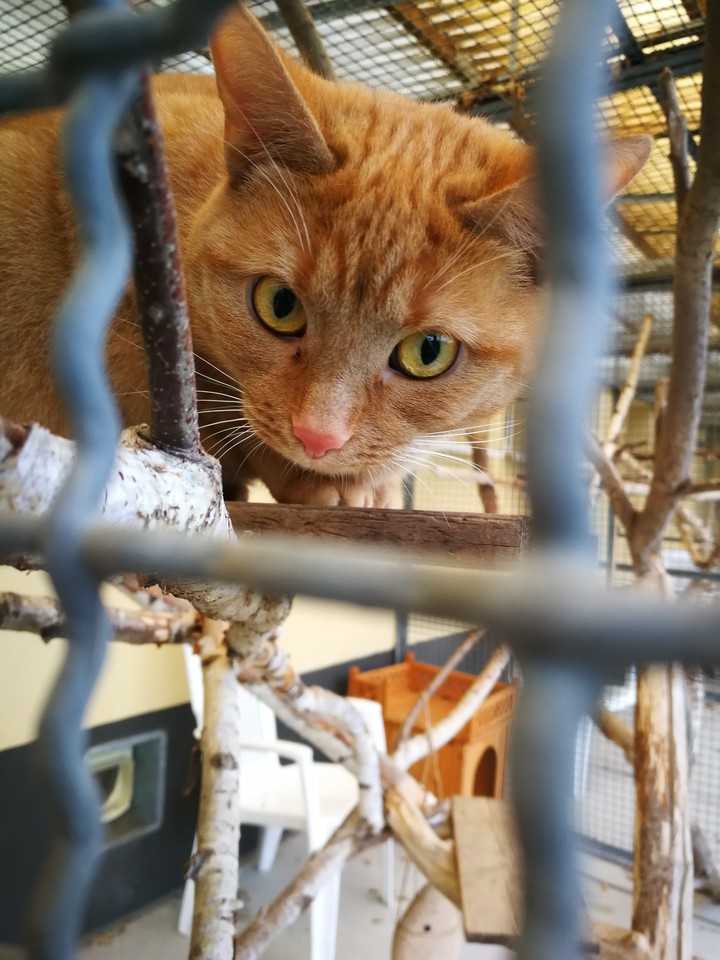 cat