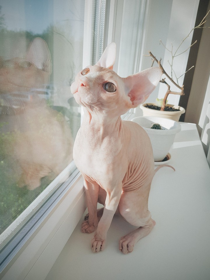 Sphynx❤