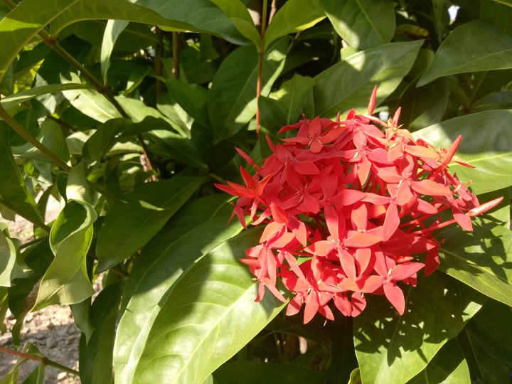 flowers