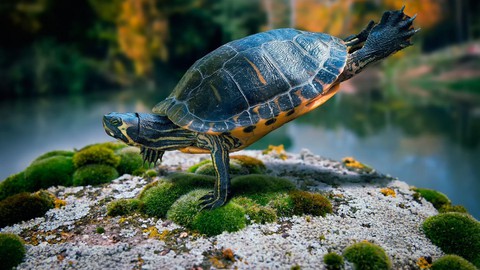 HD Turtle Wallpaper