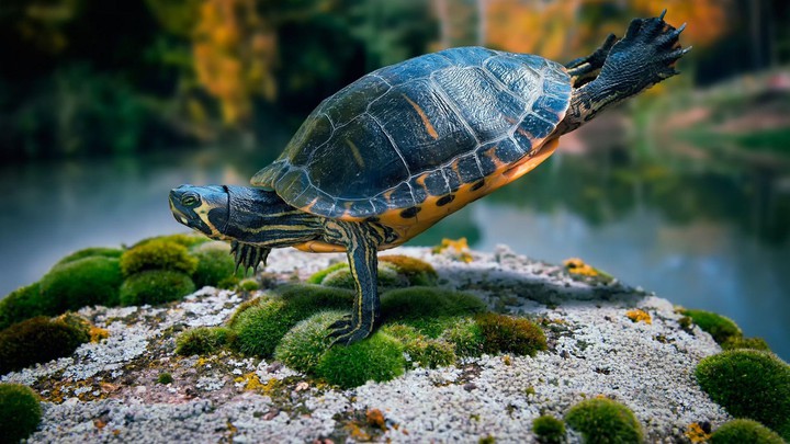 HD Turtle Wallpaper