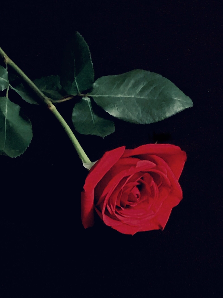 my rose