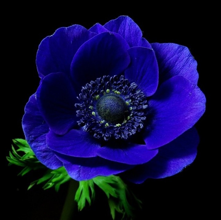 anemone