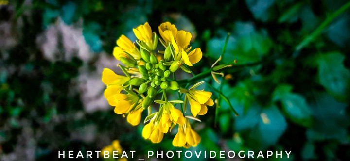 flower