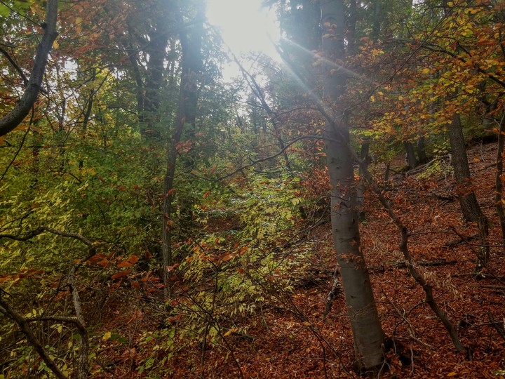 trees