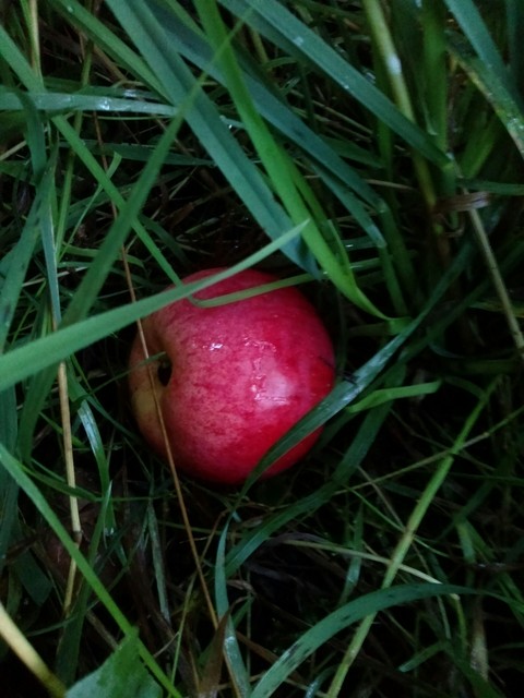 яблоко
