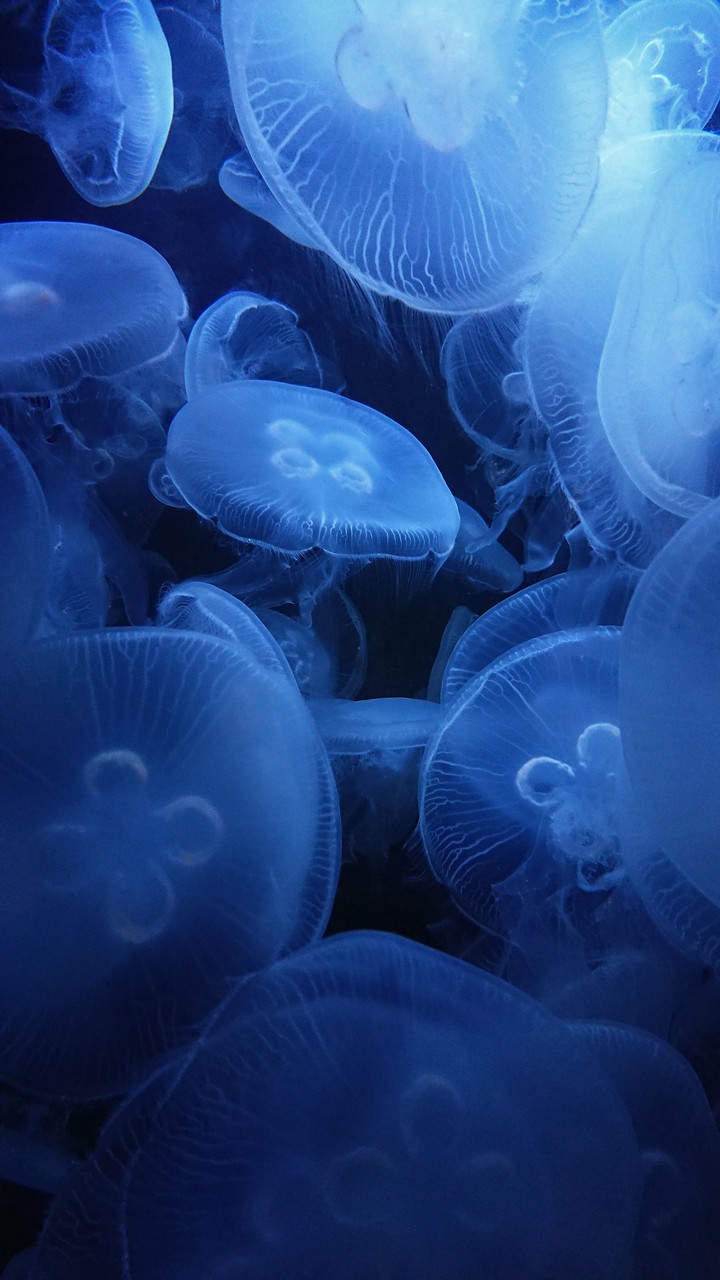 Aquatic