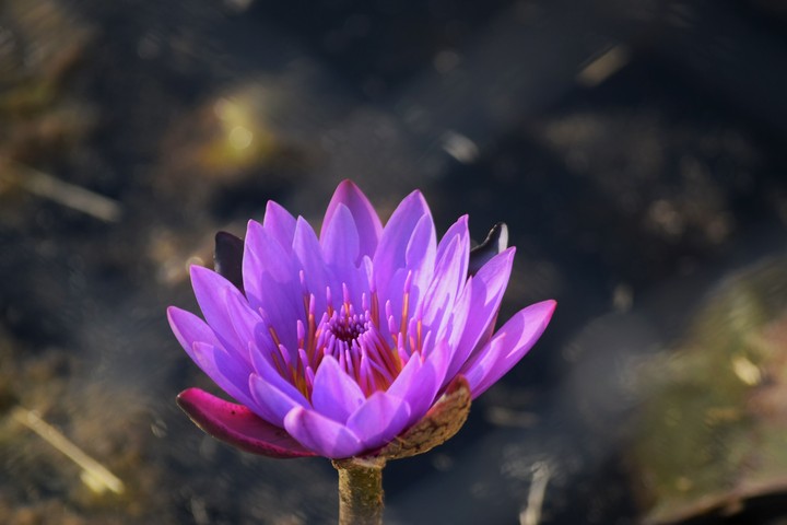 Lotus