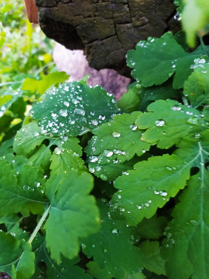 капли дождя