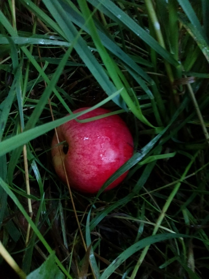 яблоко