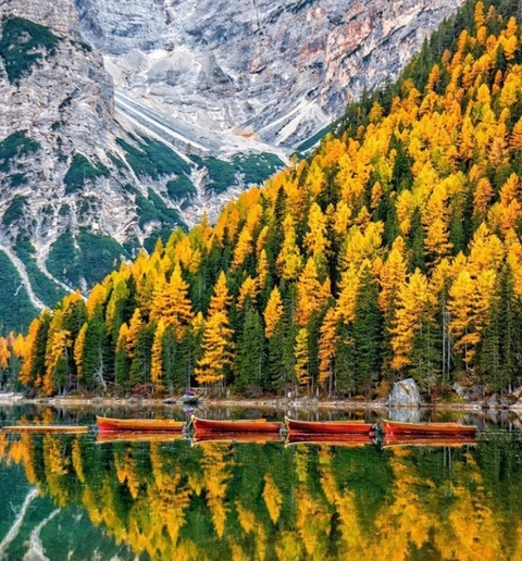 sfondi wilderness, leaf