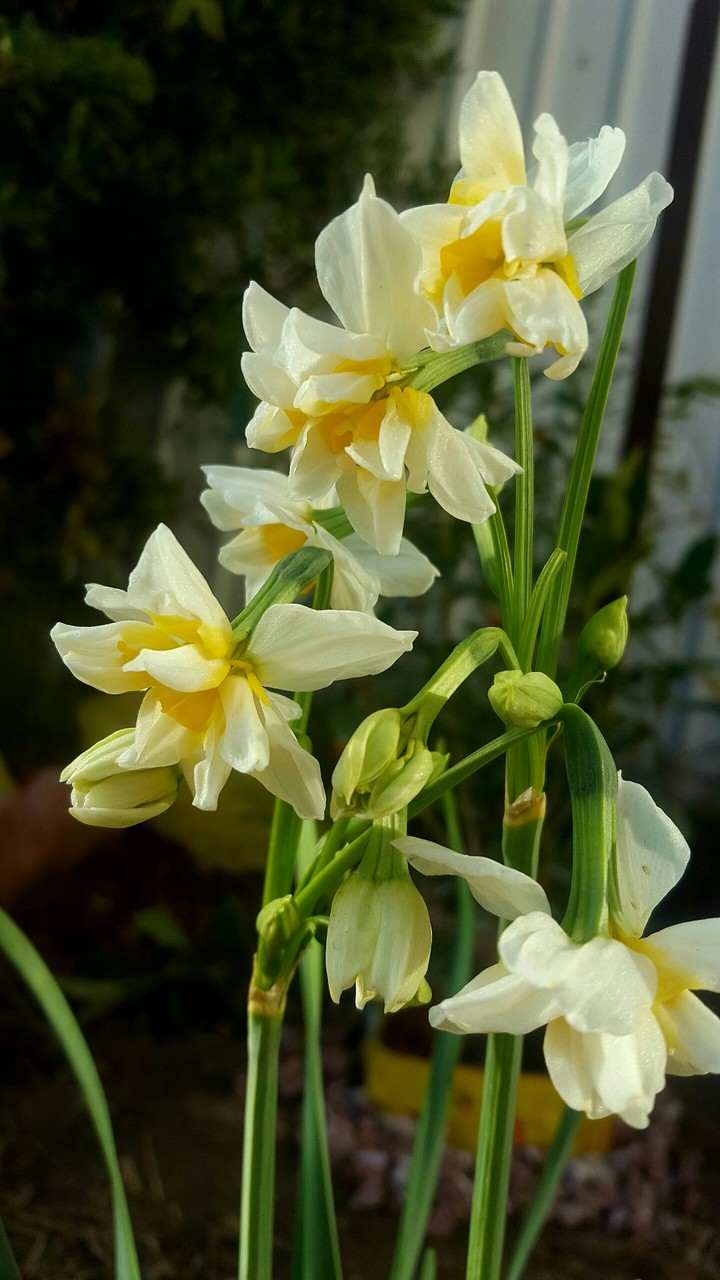 Jasmine