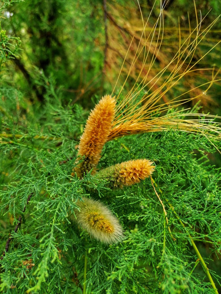 Mix