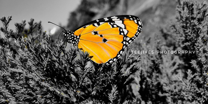 butterfly