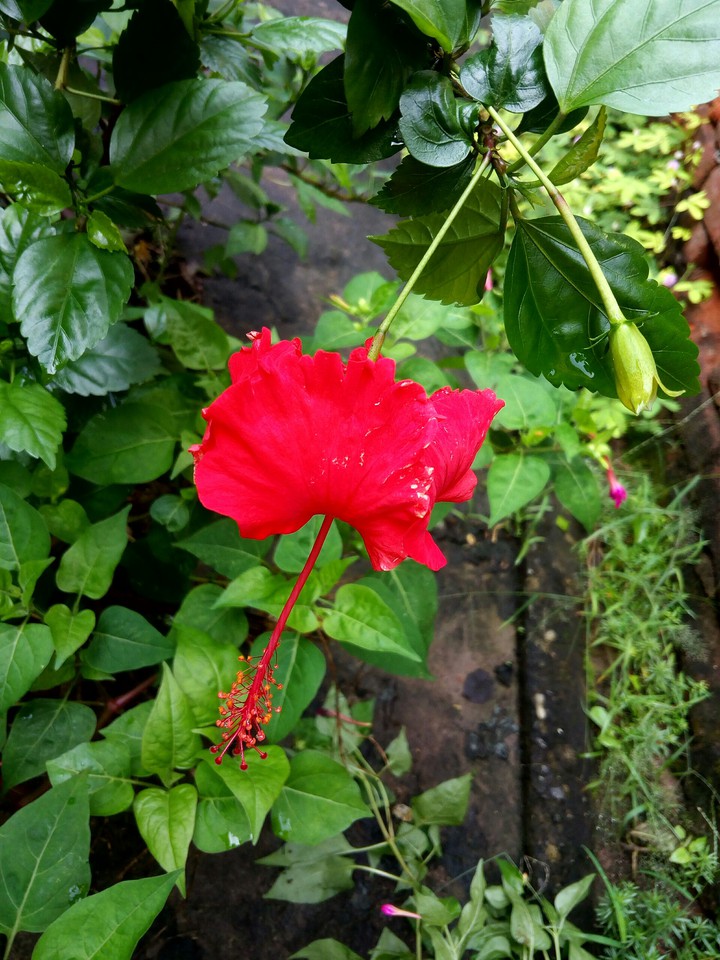 rose