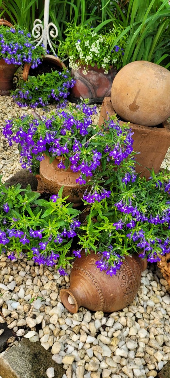 sfondi flower, houseplant