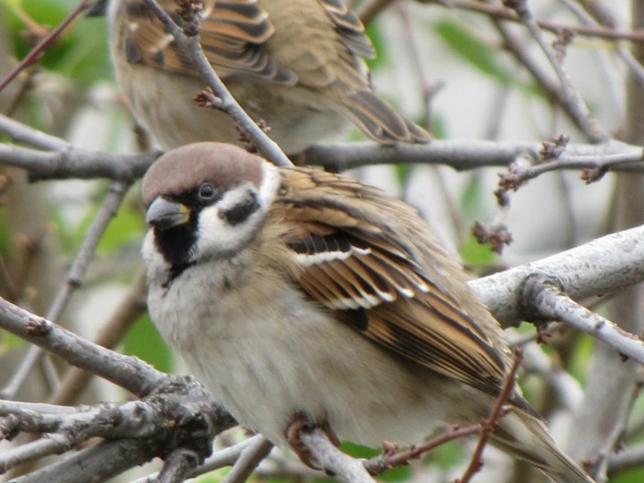 birds