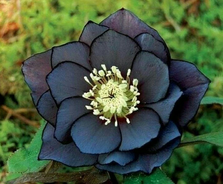 Black Hellebore
