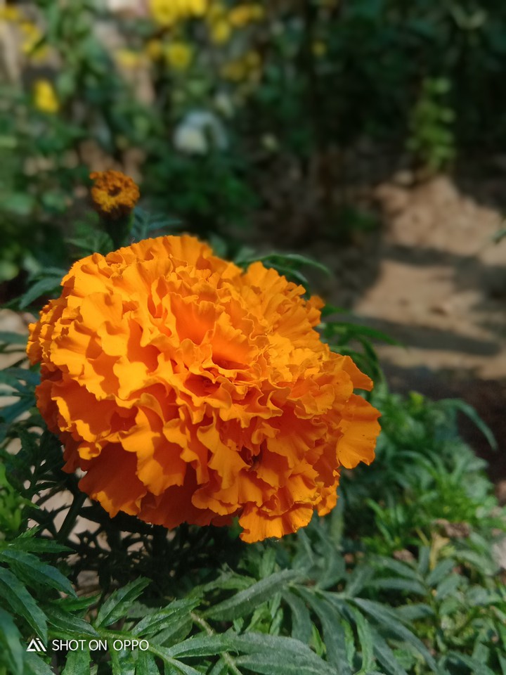 flower