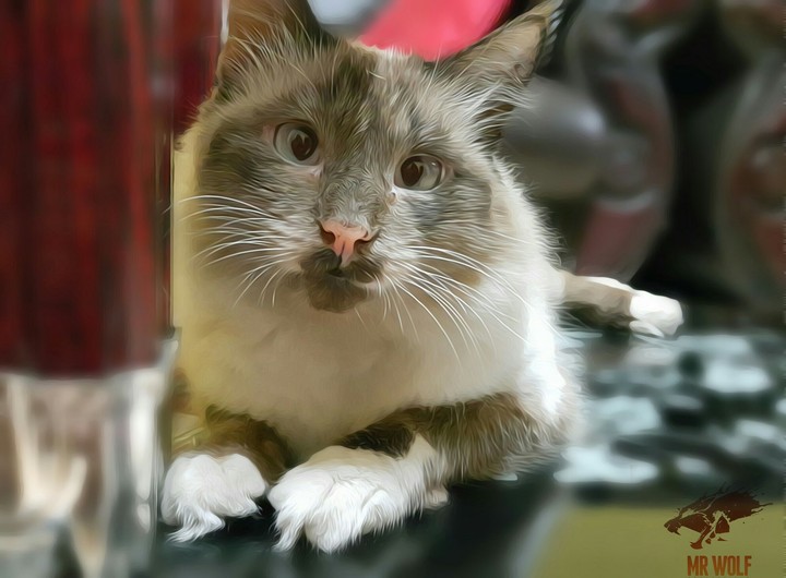 Kitty