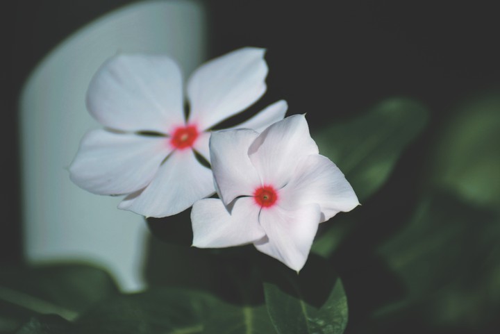 flowers-my click-