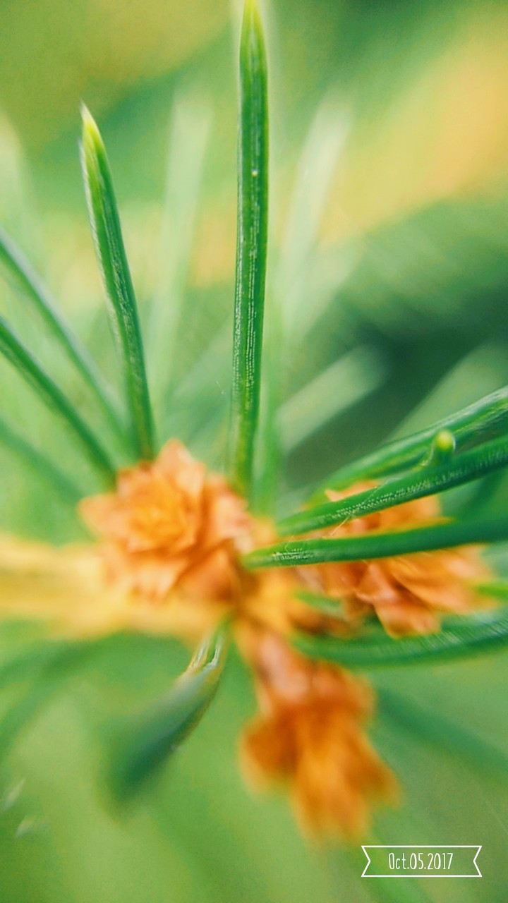 Leaf