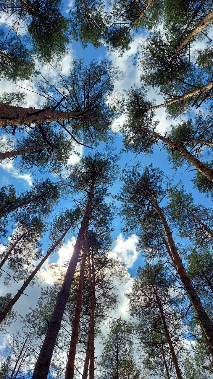Летний лес