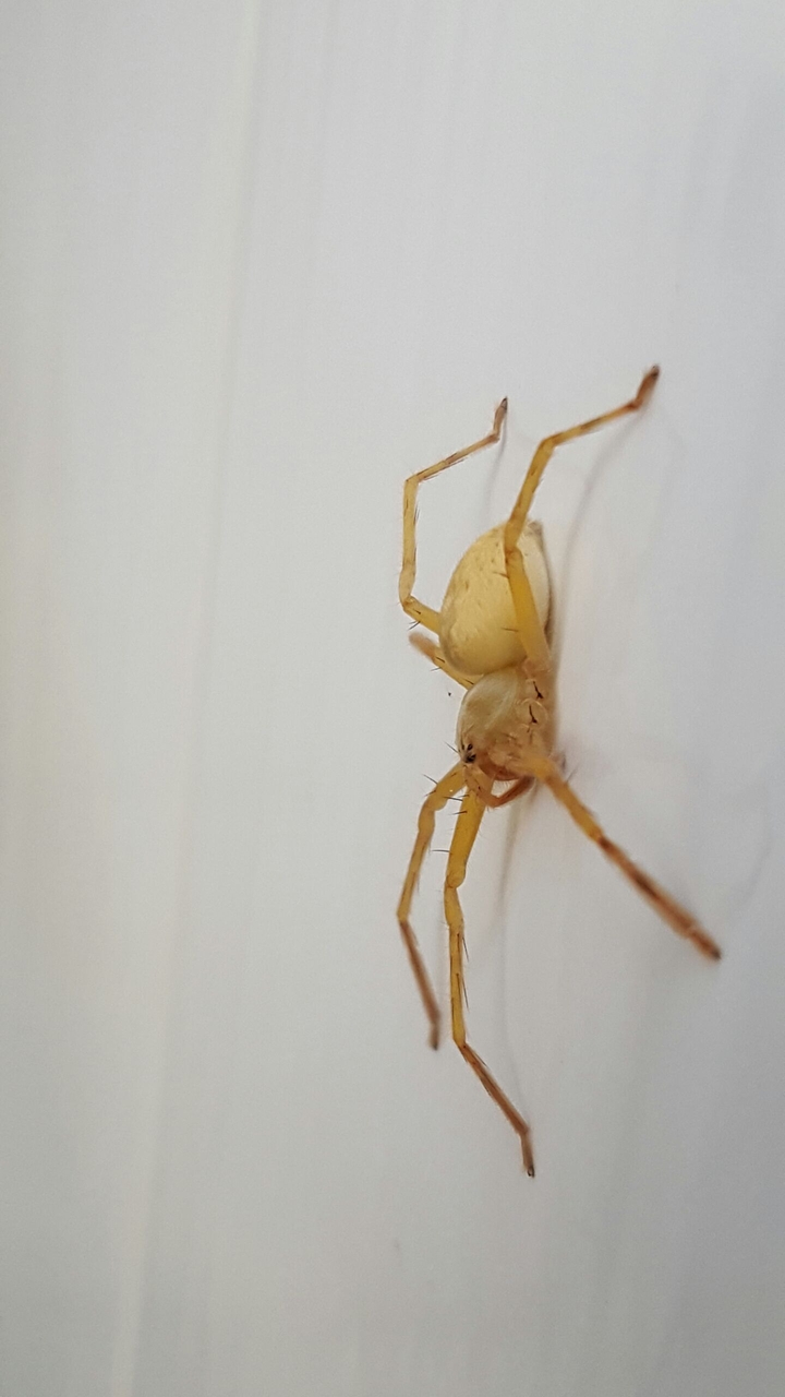 spider