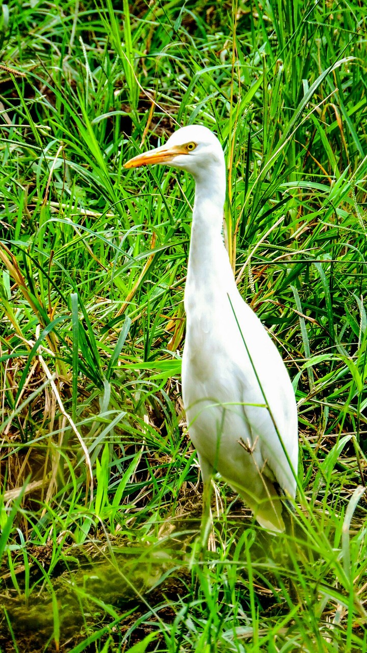Angry bird.