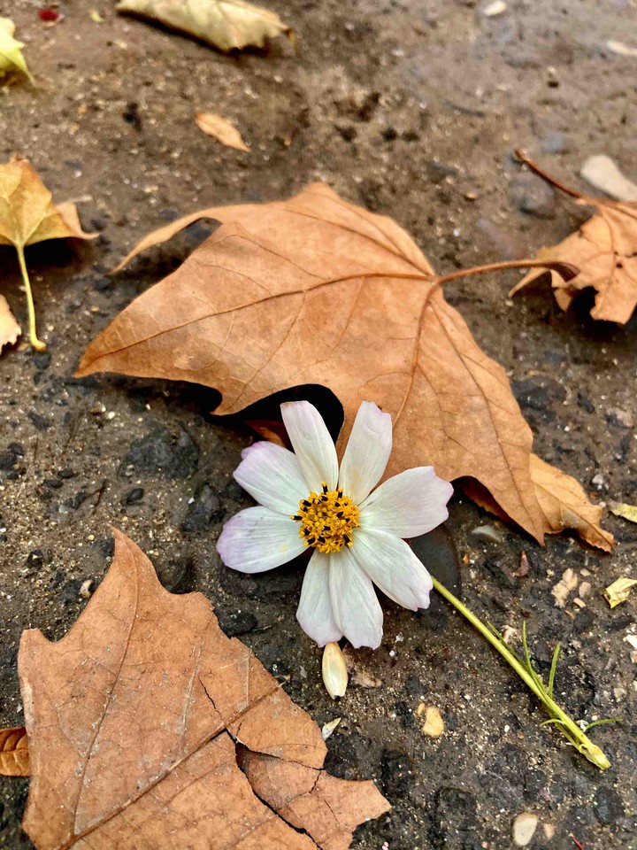 Autumn
