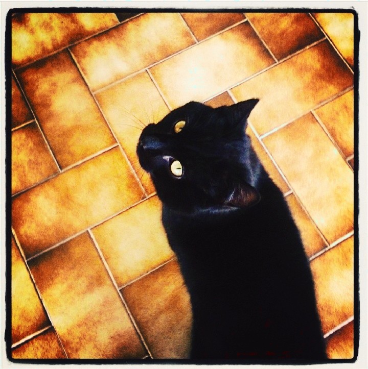 gatto