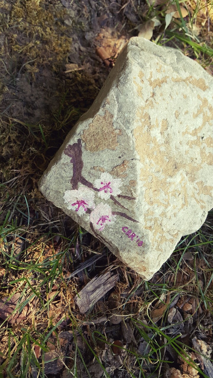 Flowers on Rock