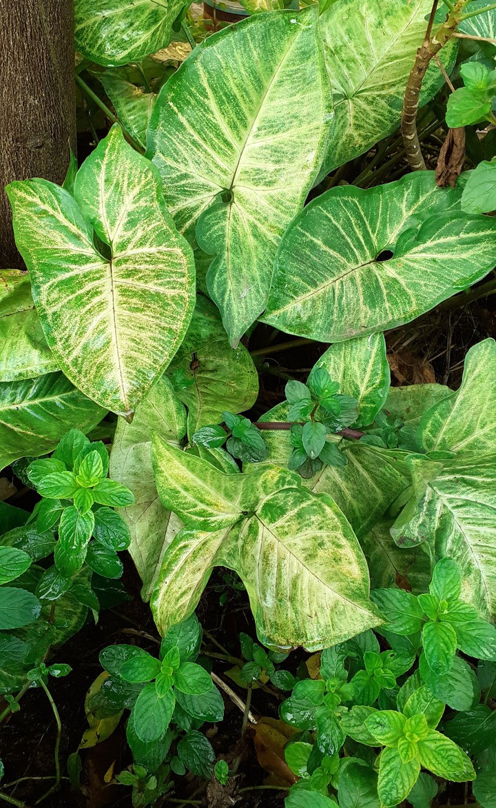 verde ?