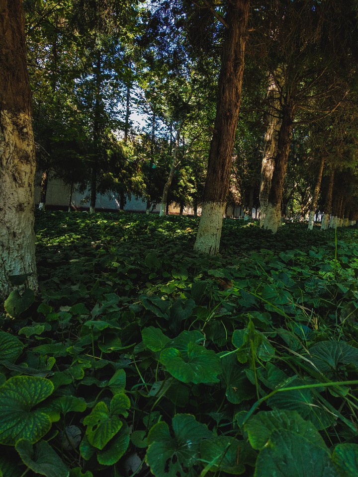 forest