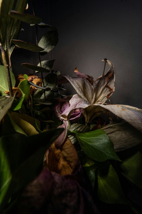 petal, twig duvar kağıtları
