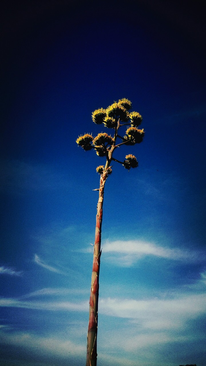blue and high