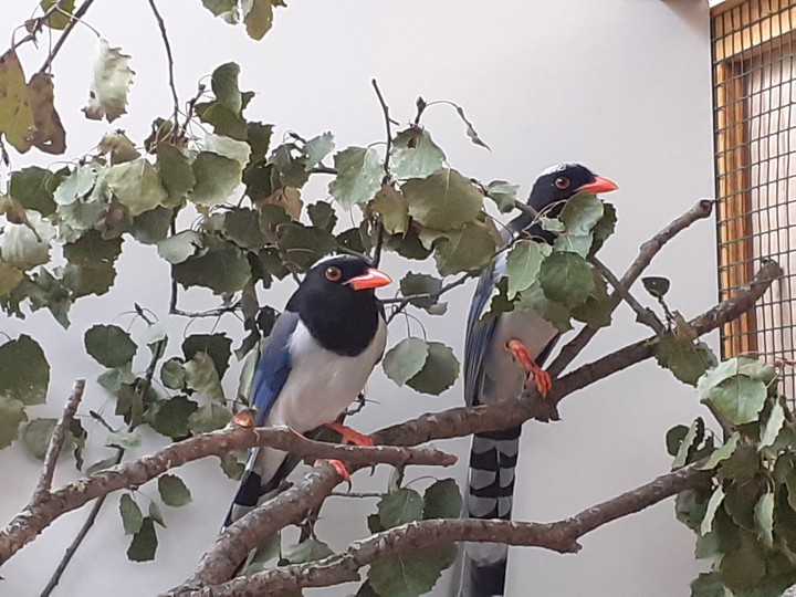 Vögel