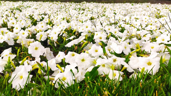 White beautys