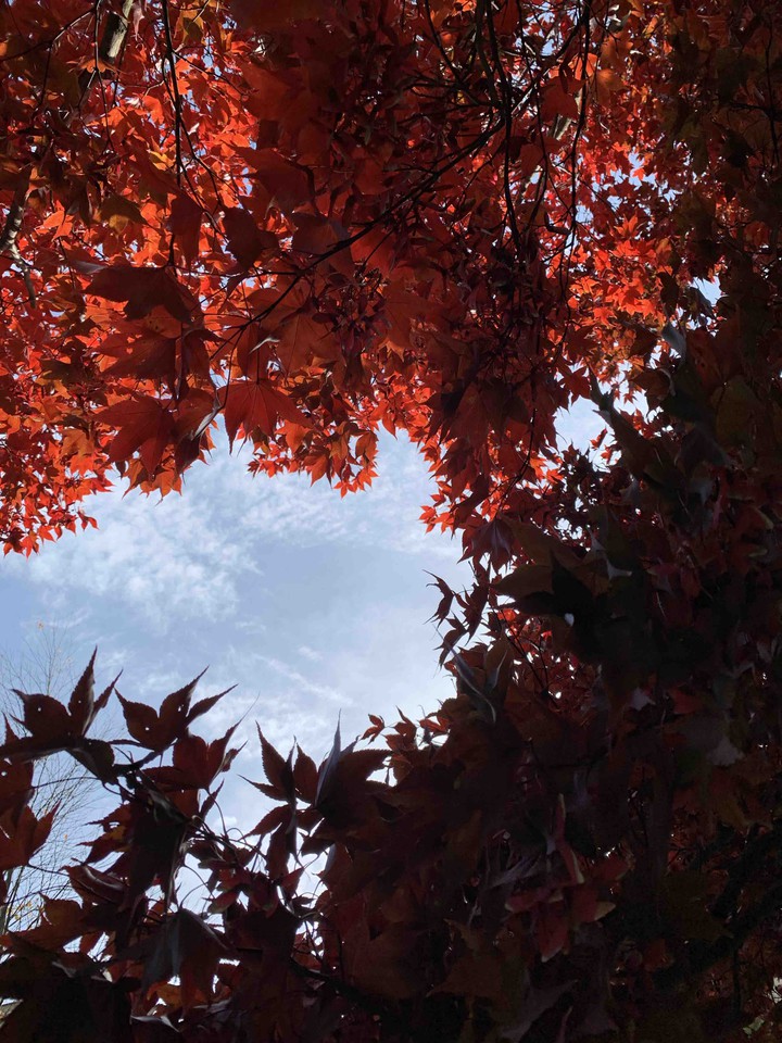 autumn ?