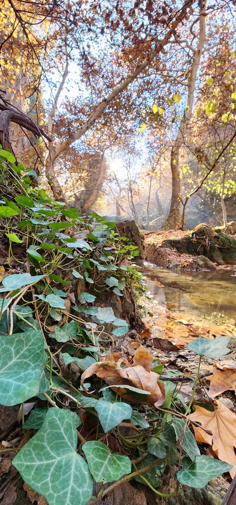 רקעים biome, trunk