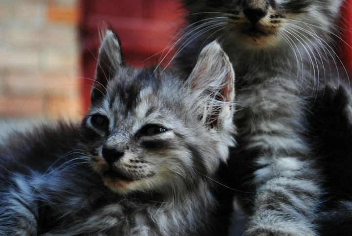 cat