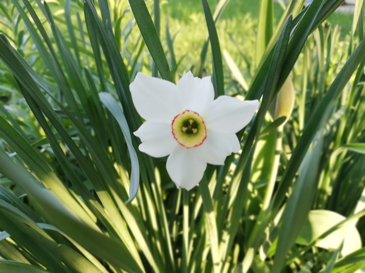 Narcisă