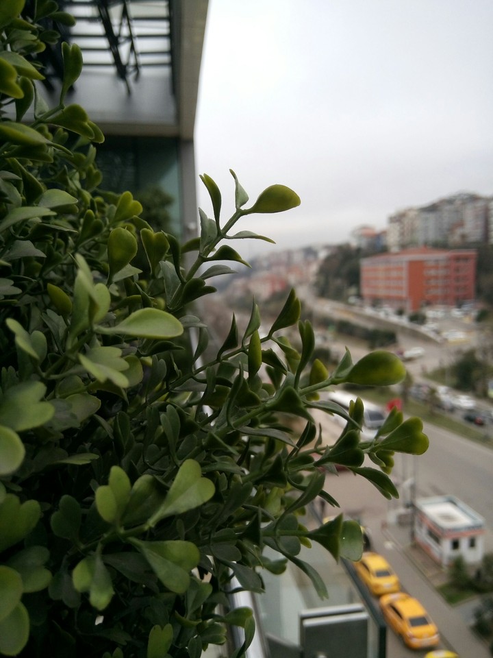 liar plant